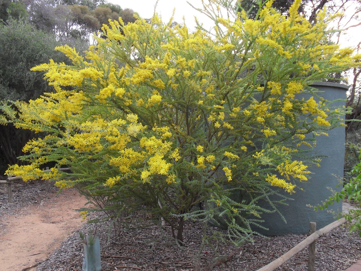 Acacia cultriformis early August 2011 (2).JPG